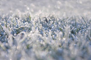 frosted-grass.jpg frosted-grass.jpg