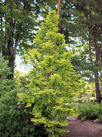 Dawn Redwood resized 600