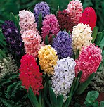 Hyacinth