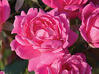 Knockout Rose