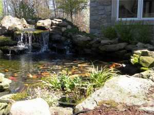 Koi Pond