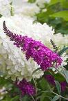 Butterfly Bush