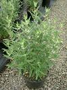 Caryopteris