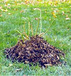 Rose with Mulch