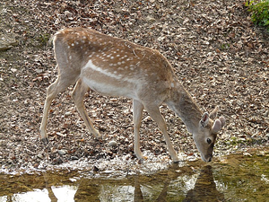 Deer Drinking From Stream resized 600