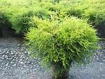 Golden Threadleaf False Cypress