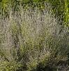 Russian Sage