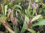 Sea Oats
