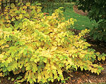 Yellow Twig Dogwood