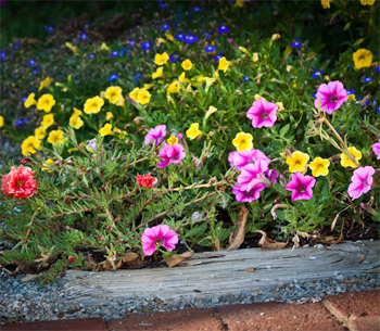 Beautiful Northeast Ohio Spring flowering landscape