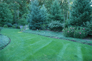 Lush Lawn Photo