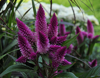 celosia