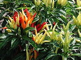 Ornamental Pepper for Fall Color