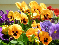 pansies for fall color