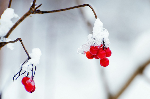 Winterberry 2-3 ft clump