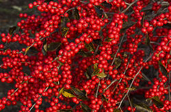Winterberry red berry interest