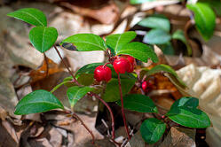 Wintergreen for winter interest