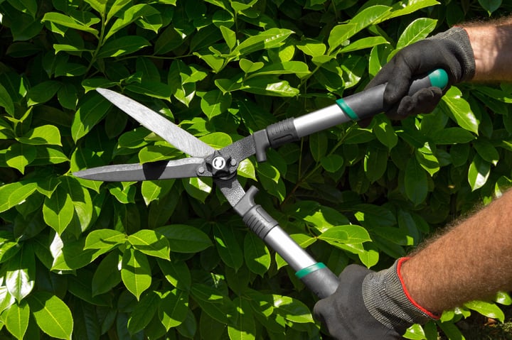 pruning.jpg