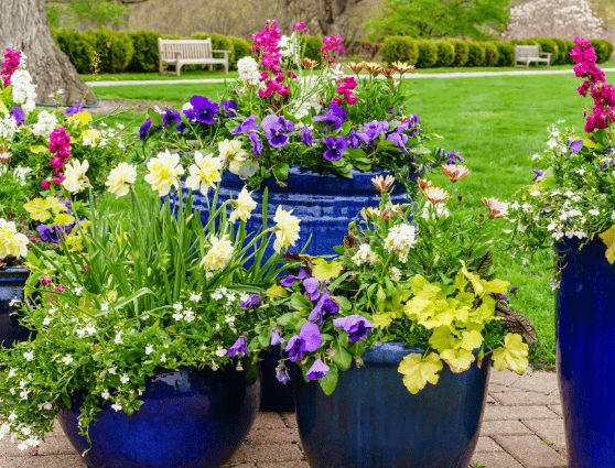 Colorful Pots for Plants
