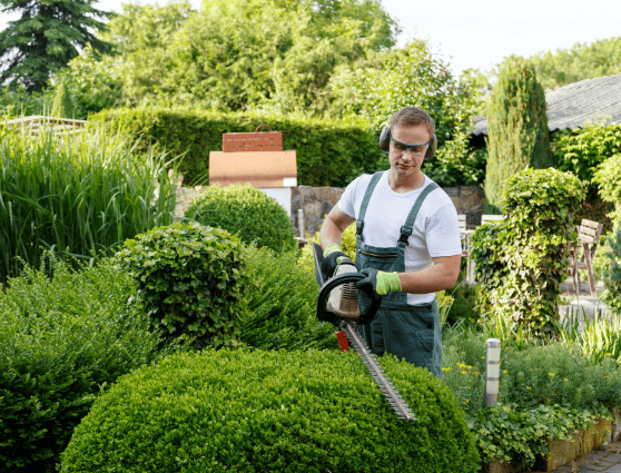 Trim Trees and Shrubs