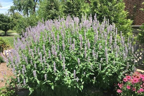 Purple Flowers in Northeast Ohio Landscape