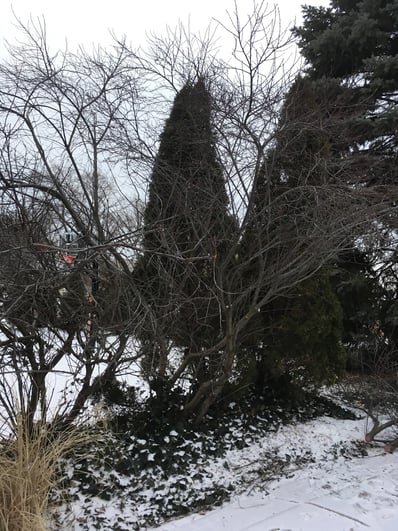 Overgrown-shrub-after-pruning