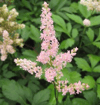 Astilbe