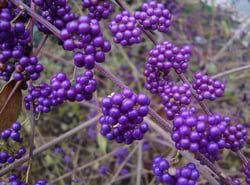 Beautyberry winter interest plant