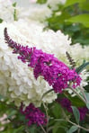 Butterfly Bush