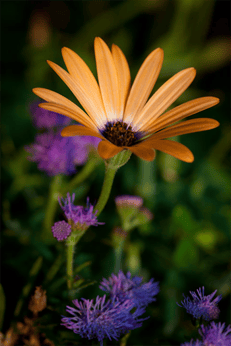 Beautiful Northeast Ohio Spring Flower Color