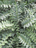 Christmas Fern resized 600