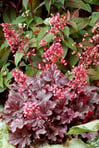 Coral Bells Heuchera