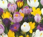 Crocus