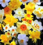 Daffodils