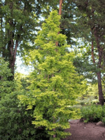 Dawn Redwood resized 600
