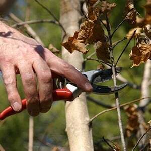 dormant-pruning.jpg dormant-pruning.jpg