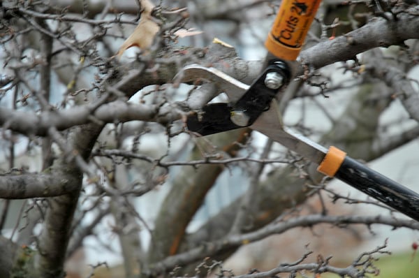 Winter Dormant Pruning Image