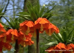Fritillaria