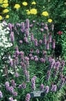 Gay Feather Liatris