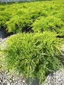 Gold Juniper