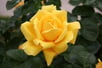 Hybrid Tea Rose