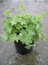 Lady's Mantle Alchemilla
