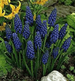 Muscari