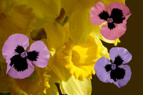 Pansy resized 600