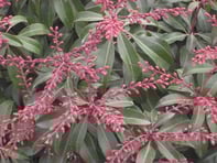 Pieris Japonica Dorthy Wycoff