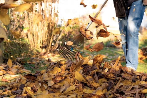 raking-leaves-1