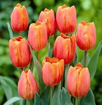 Spring Tulips
