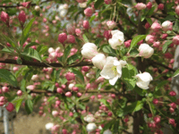 Sugar Tyme Crabapple resized 600