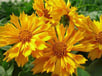 Tickseed Coreopsis