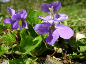 Viola resized 600